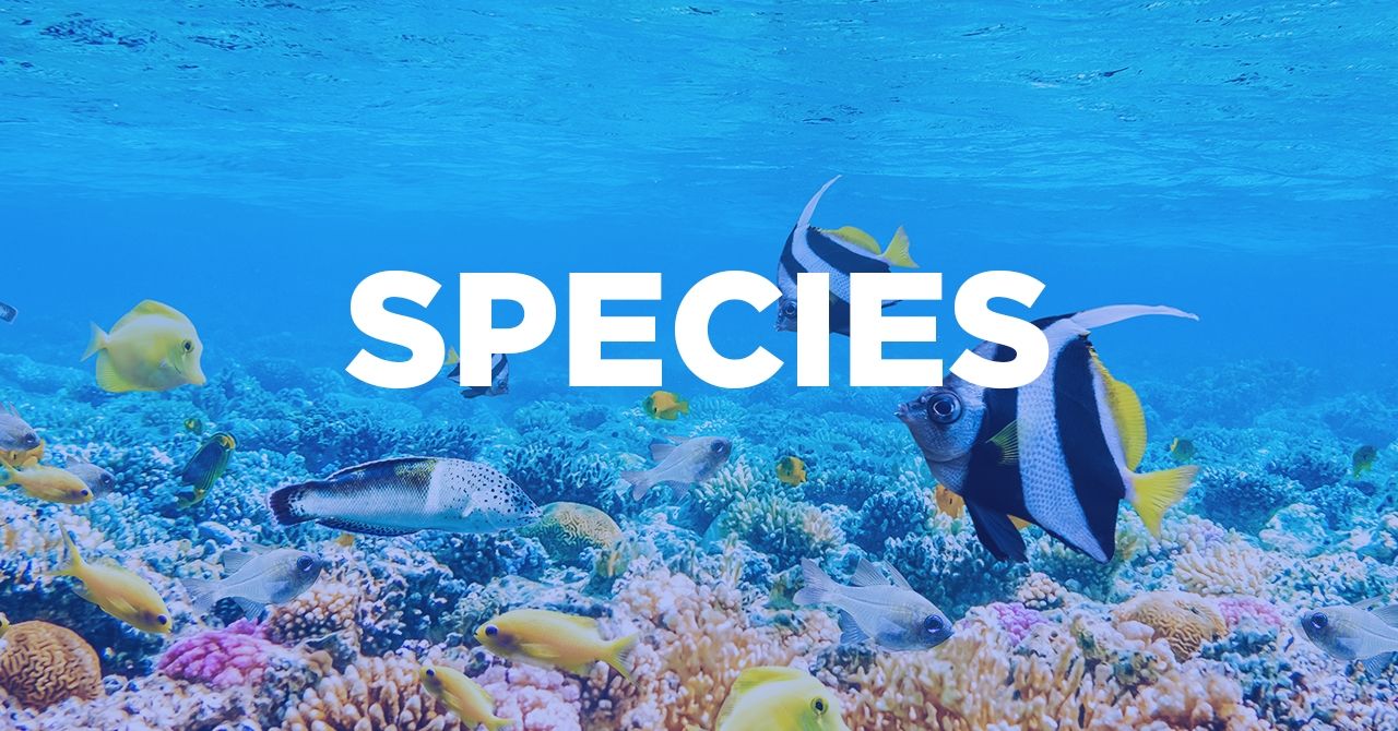 Is Specie the Singular of Species?