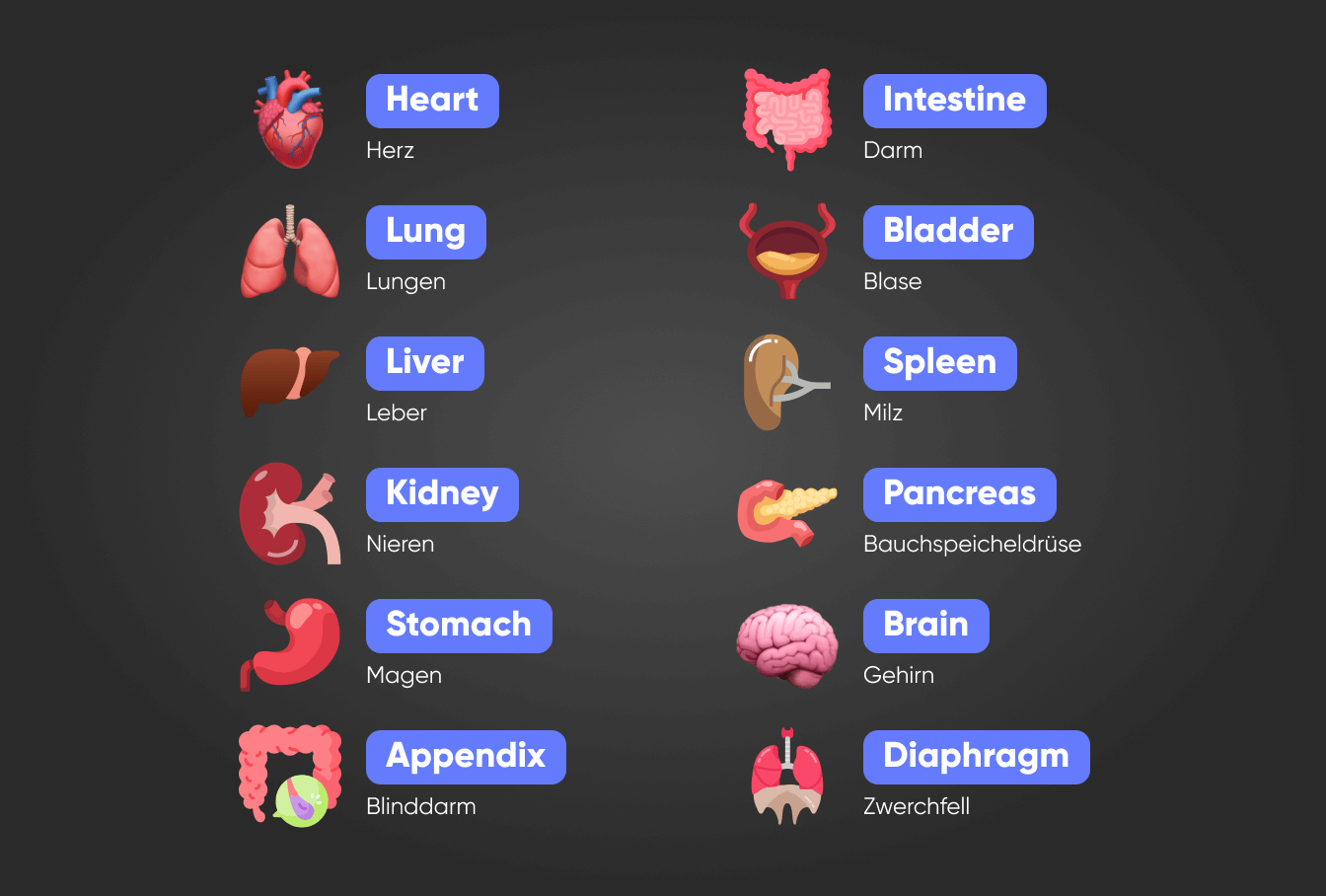 Alle inneren Organe auf Englisch