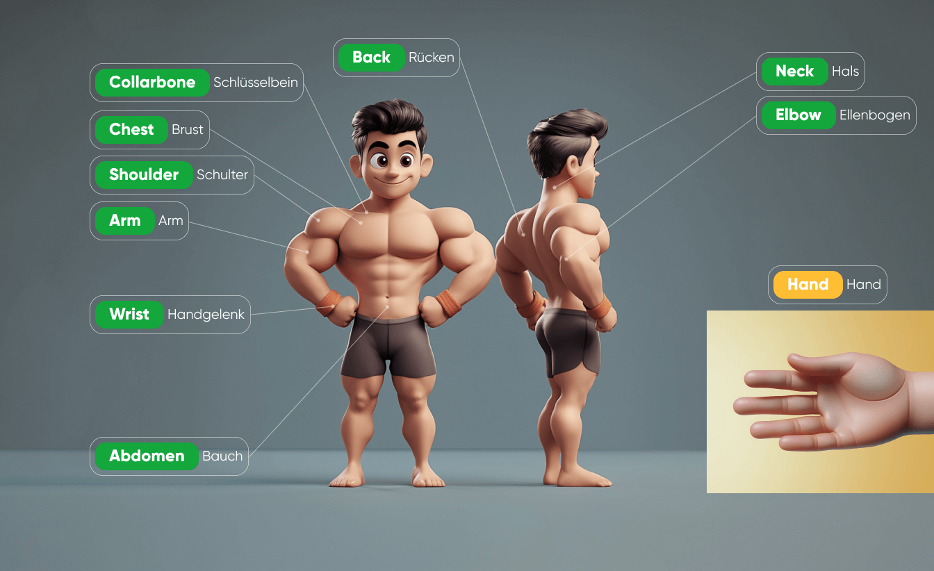 Körperteile auf Englisch: Anatomie, Skelett, Organe