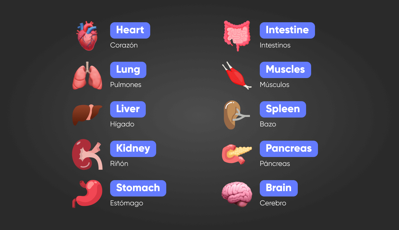 Órganos del cuerpo en inglés