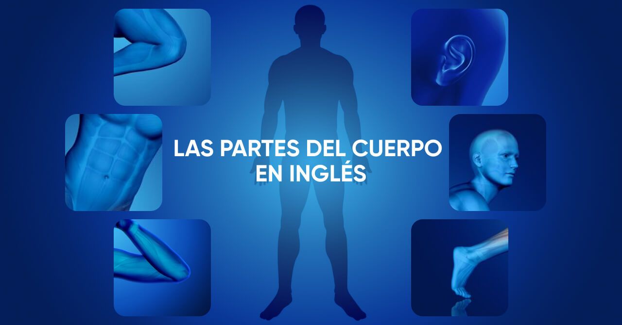 Partes del cuerpo en inglés