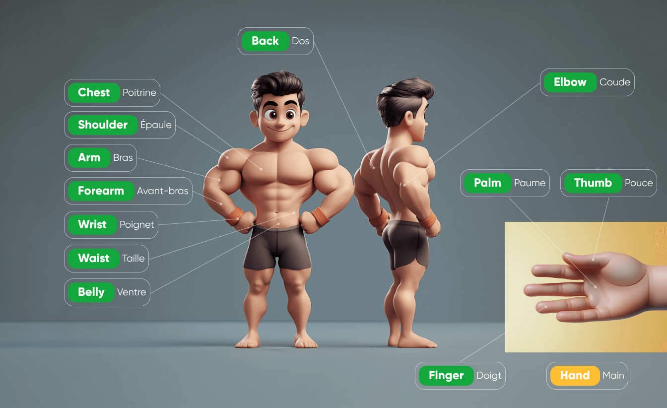 Les parties du torse et des bras en anglais