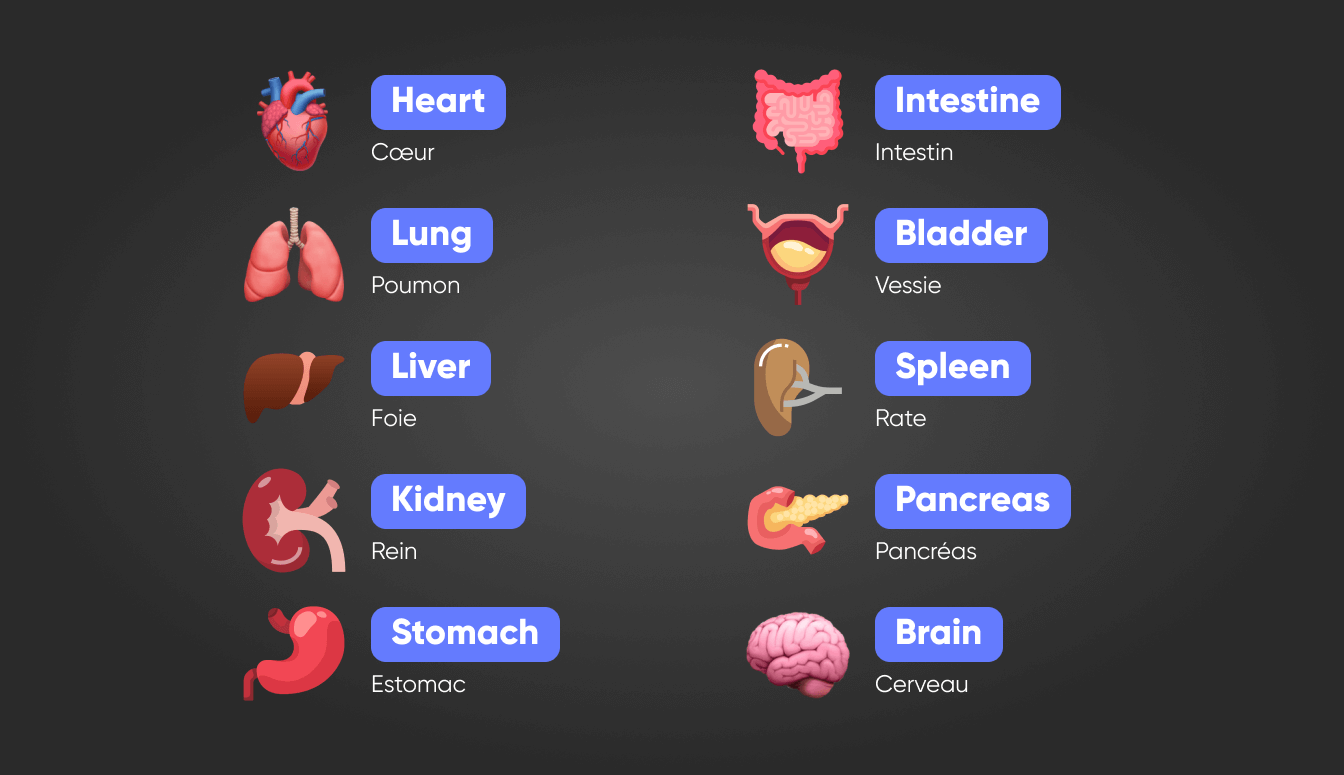 Les organes en anglais