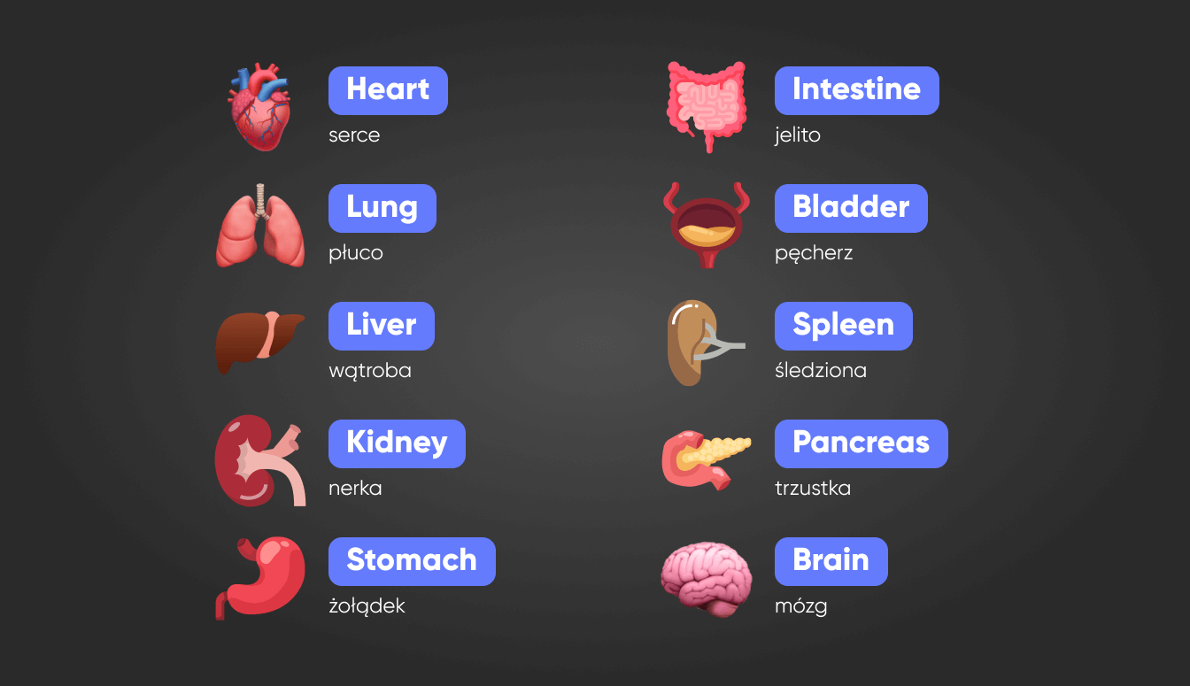 Narządy wewnętrzne po angielsku