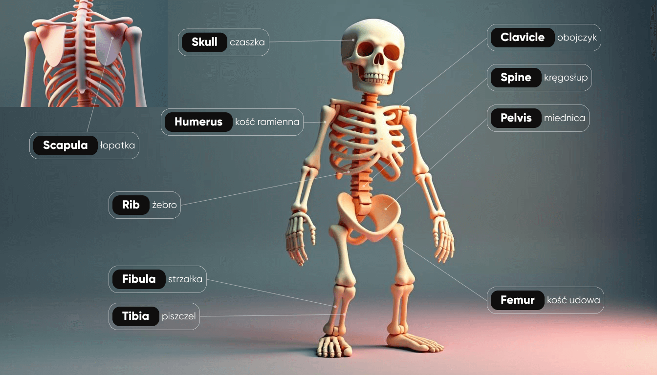 Części szkieletu po angielsku