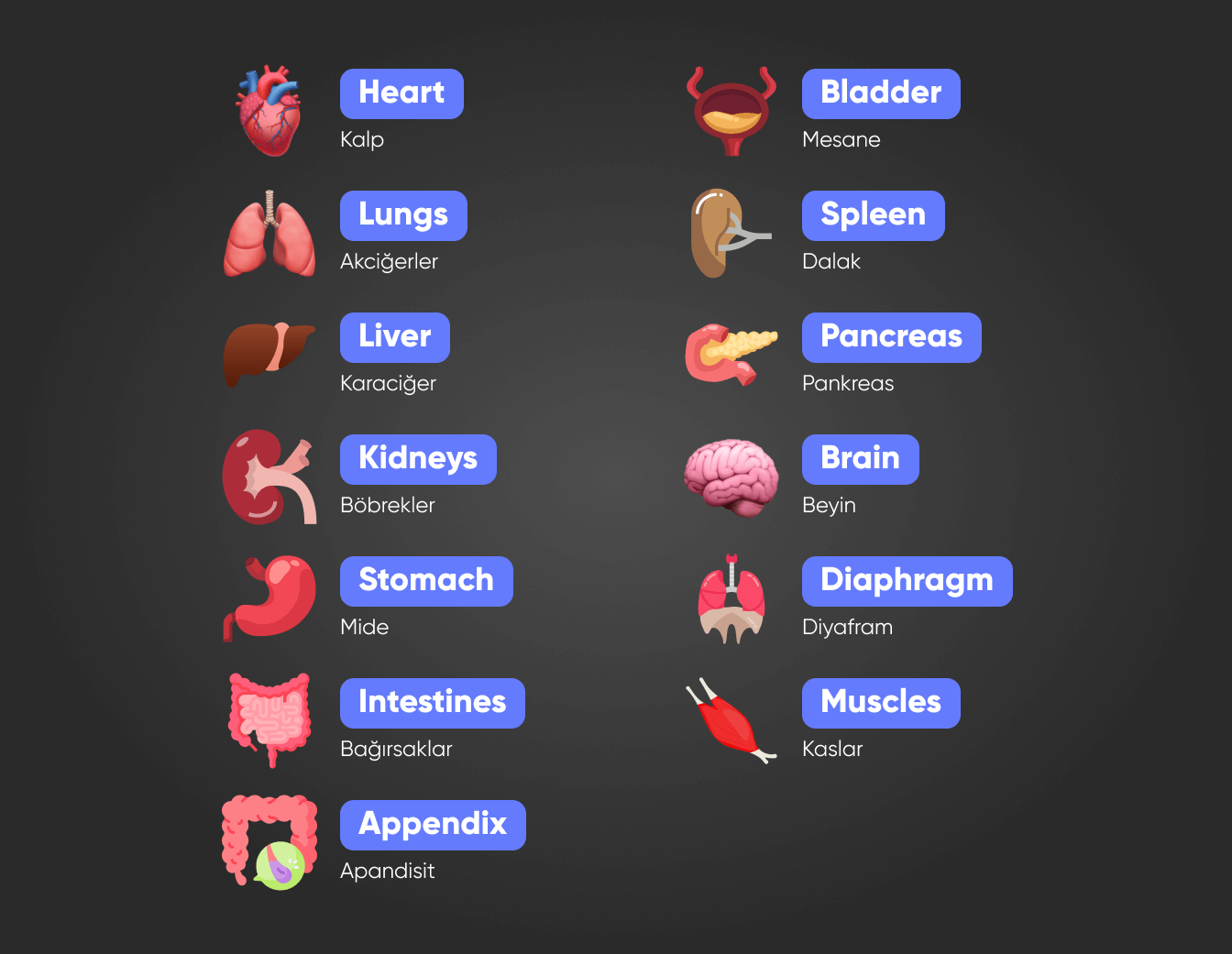 İngilizce vücut organları