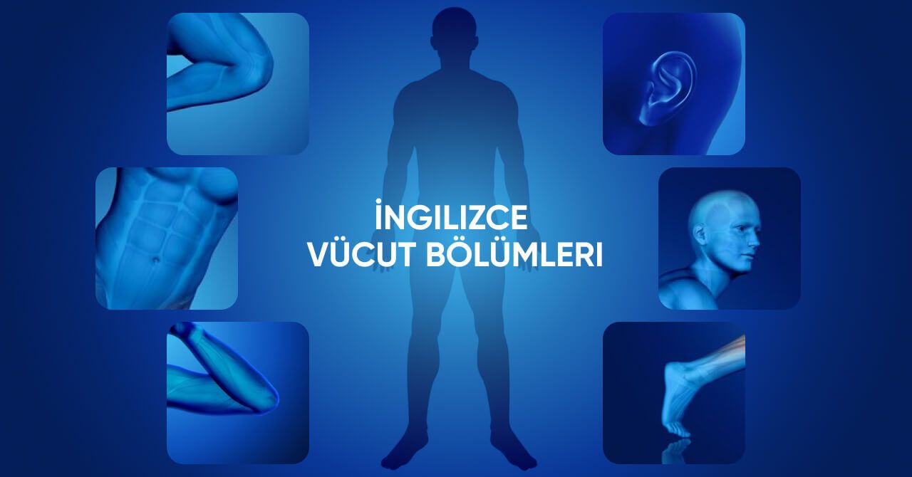 İngilizce vücut bölümleri