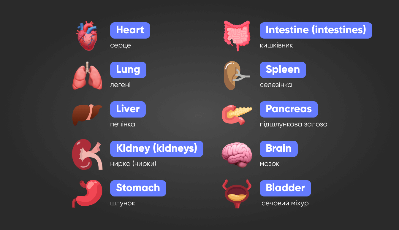 Внутрішні органи на англійській мові