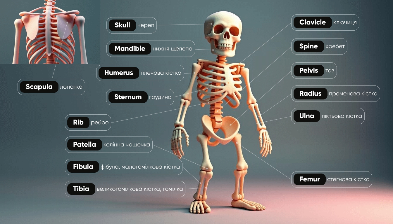 Частини людського скелету англійською мовою